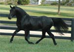 Irish Draught | Horse | Horse Breeds